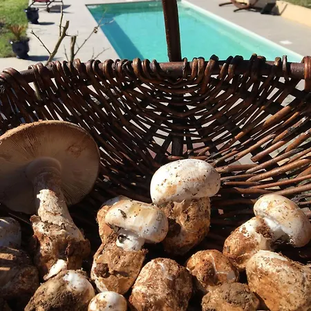 펜션 Et Au Milieu Coule Un Ruisseau - Piscine, Jacuzzi Prive, Boulodrome *